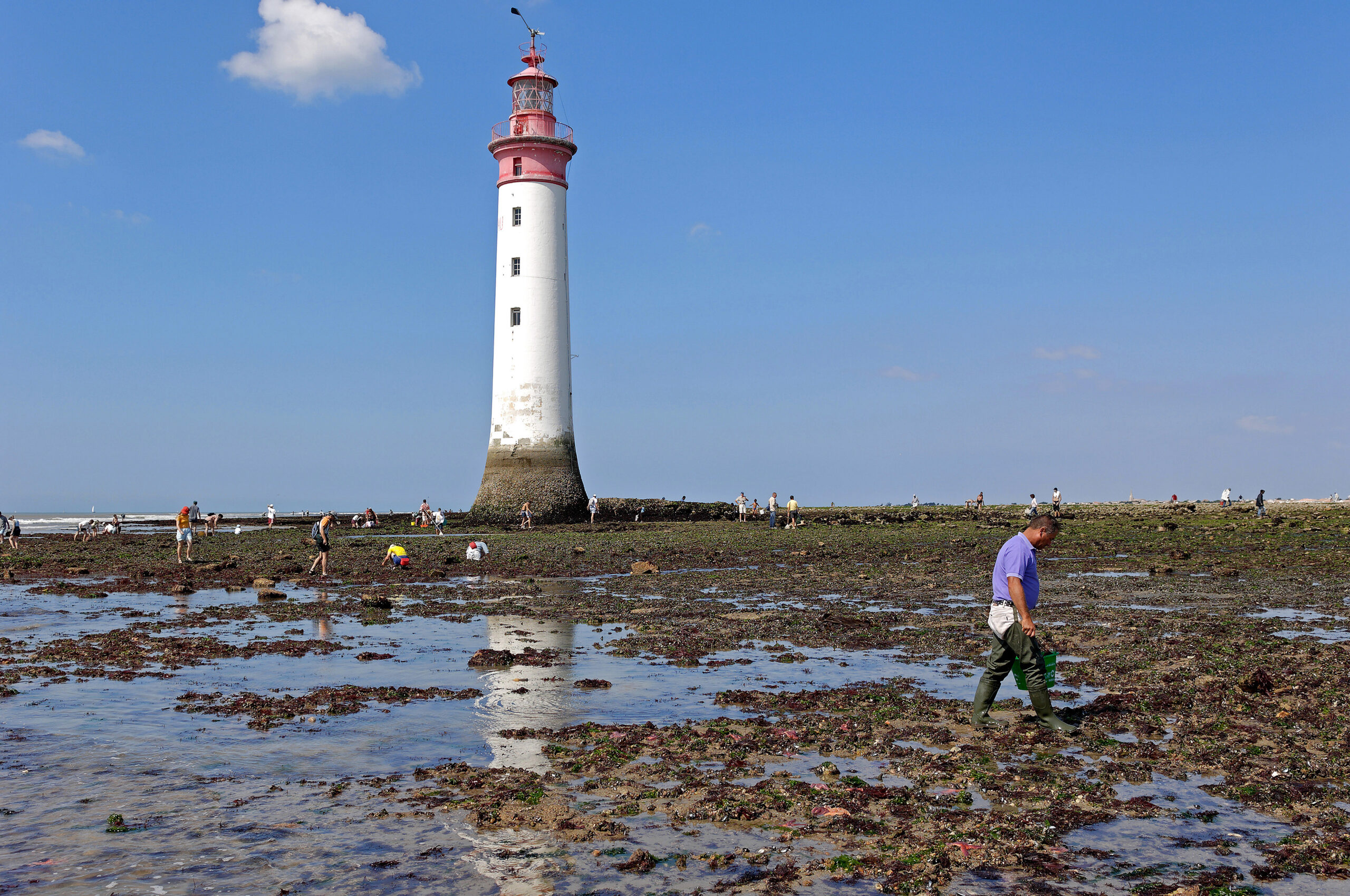 France, Charente-Maritime (17), île de Ré, la Noue-Sainte-Marie-de-Ré, Pertuis d'Antioche, pêche à pied pendant les grandes marées, phare de Chauveau